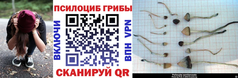 гидра сайт  Звенигово  Псилоцибиновые грибы Cubensis 